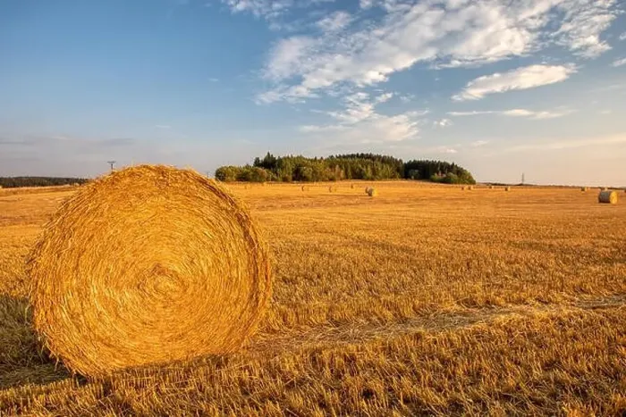 Framed Print : harvested field with straw bales in sunset, agriculture farming concept, Czech Republic, Europe Framed Print : harvested field with straw bales in sunset, agriculture farming concept, Czech Republic, Europe