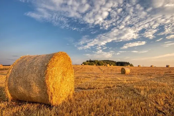 Framed Print : harvested field with straw bales in sunset, agriculture farming concept, Czech Republic, Europe Framed Print : harvested field with straw bales in sunset, agriculture farming concept, Czech Republic, Europe