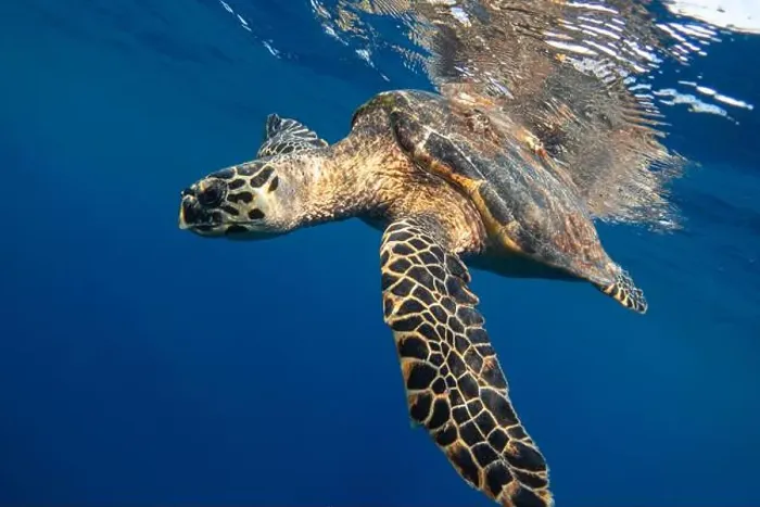Framed Print : Hawksbill sea turtle in the blue sea underwater Framed Print : Hawksbill sea turtle in the blue sea underwater