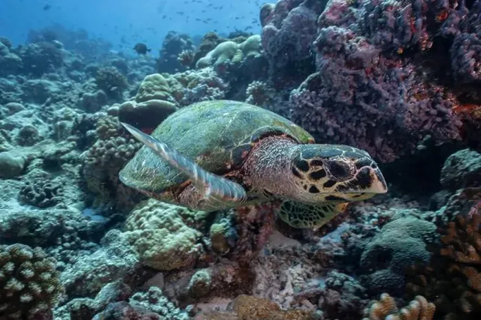 Framed Print : A hawksbill sea turtle (Eretmochelys imbricata) explores a vibrant coral reef Framed Print : A hawksbill sea turtle (Eretmochelys imbricata) explores a vibrant coral reef