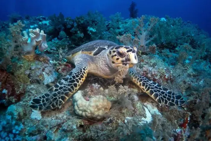 Framed Print : Hawksbill sea turtle feeding on soft coral in Red Sea near Marsa Alam, Egypt Framed Print : Hawksbill sea turtle feeding on soft coral in Red Sea near Marsa Alam, Egypt