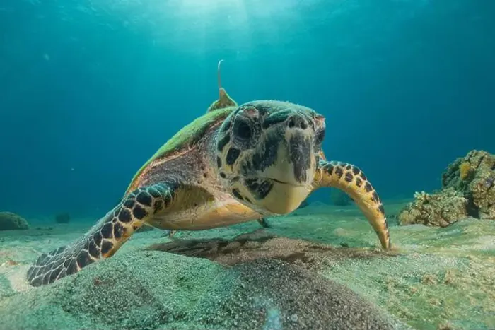 Framed Print : Hawksbill sea turtle in the Red Sea, Eilat Israel Framed Print : Hawksbill sea turtle in the Red Sea, Eilat Israel