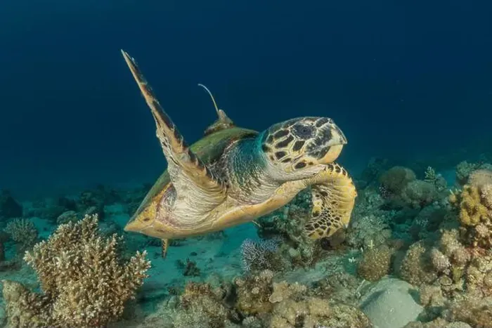 Framed Print : Hawksbill sea turtle in the Red Sea, Eilat Israel