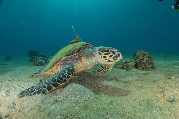 Framed Print : Hawksbill sea turtle in the Red Sea, Eilat Israel