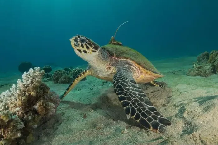 Framed Print : Hawksbill sea turtle in the Red Sea, Eilat Israel