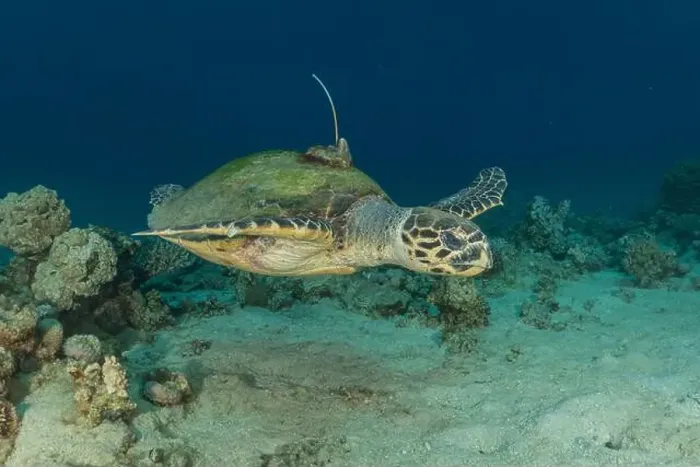 Framed Print : Hawksbill sea turtle in the Red Sea, Eilat Israel