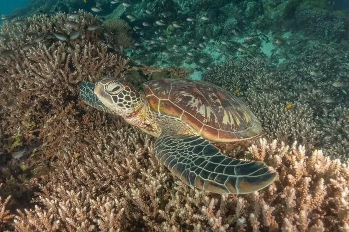 Framed Print : Hawksbill sea turtle in the Sea of the Philippines Framed Print : Hawksbill sea turtle in the Sea of the Philippines