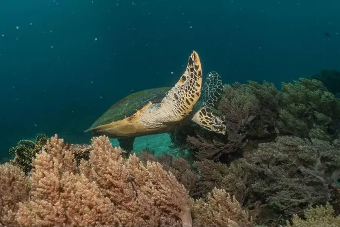Framed Print : Hawksbill sea turtle in the Sea of the Philippines Framed Print : Hawksbill sea turtle in the Sea of the Philippines