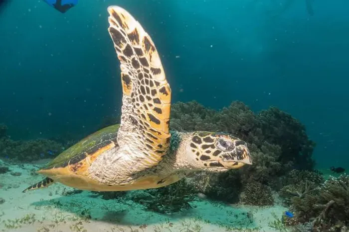 Framed Print : Hawksbill sea turtle in the Sea of the Philippines Framed Print : Hawksbill sea turtle in the Sea of the Philippines