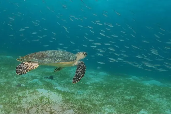 Framed Print : Hawksbill sea turtle in the Sea of the Philippines Framed Print : Hawksbill sea turtle in the Sea of the Philippines