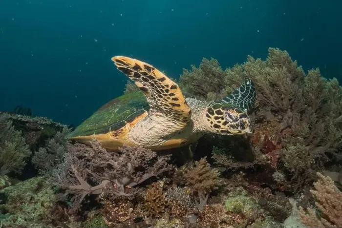 Framed Print : Hawksbill sea turtle in the Sea of the Philippines Framed Print : Hawksbill sea turtle in the Sea of the Philippines