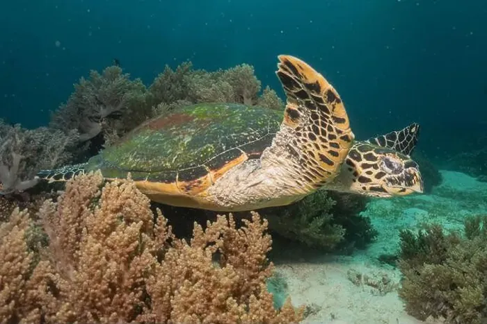 Framed Print : Hawksbill sea turtle in the Sea of the Philippines