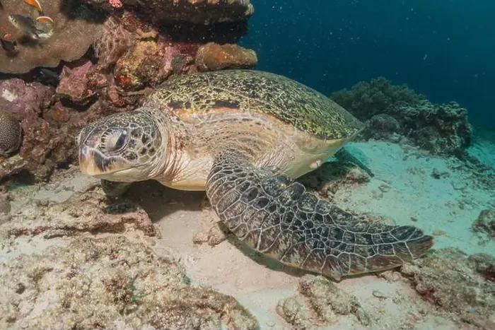 Framed Print : Hawksbill sea turtle in the Sea of the Philippines Framed Print : Hawksbill sea turtle in the Sea of the Philippines