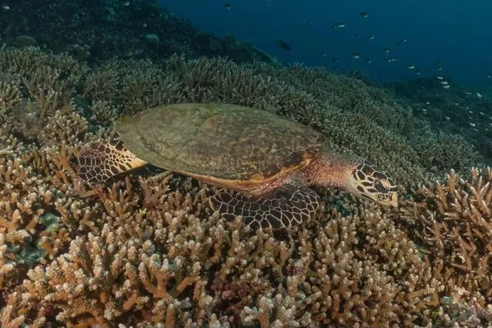 Framed Print : Hawksbill sea turtle at the Tubbataha Reefs national park Philippines