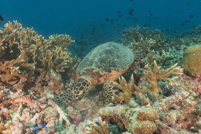 Framed Print : Hawksbill sea turtle at the Tubbataha Reefs national park Philippines