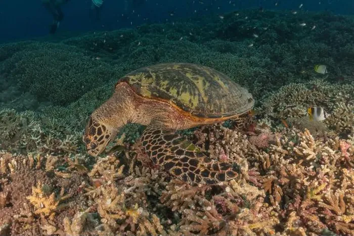Framed Print : Hawksbill sea turtle at the Tubbataha Reefs national park Philippines Framed Print : Hawksbill sea turtle at the Tubbataha Reefs national park Philippines
