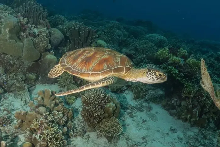 Framed Print : Hawksbill sea turtle at the Tubbataha Reefs national park Philippines Framed Print : Hawksbill sea turtle at the Tubbataha Reefs national park Philippines