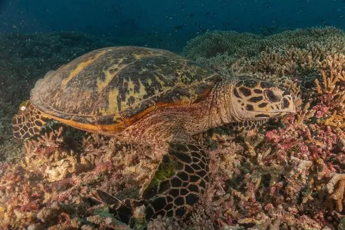 Framed Print : Hawksbill sea turtle at the Tubbataha Reefs national park Philippines