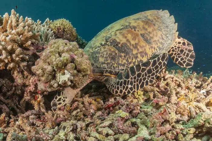 Framed Print : Hawksbill sea turtle at the Tubbataha Reefs national park Philippines Framed Print : Hawksbill sea turtle at the Tubbataha Reefs national park Philippines