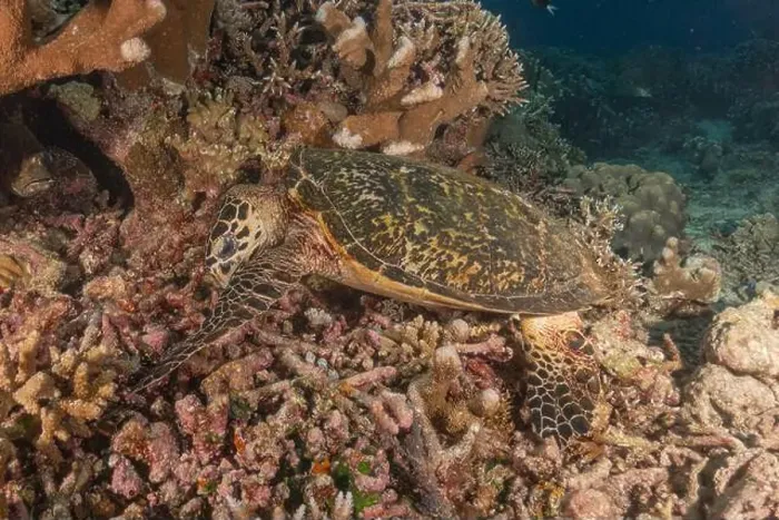 Framed Print : Hawksbill sea turtle at the Tubbataha Reefs national park Philippines