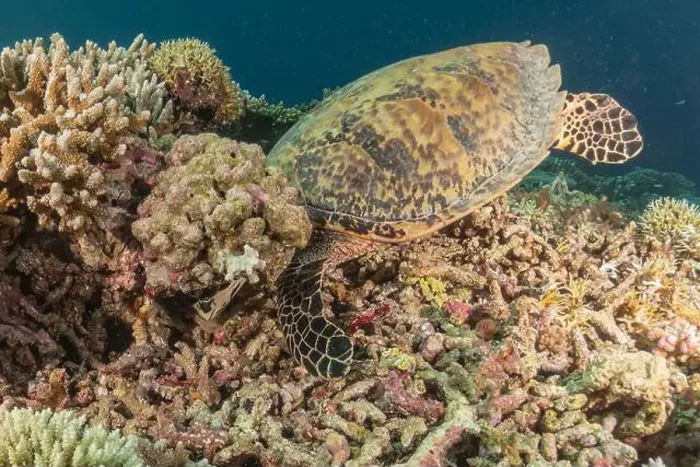 Framed Print : Hawksbill sea turtle at the Tubbataha Reefs national park Philippines Framed Print : Hawksbill sea turtle at the Tubbataha Reefs national park Philippines