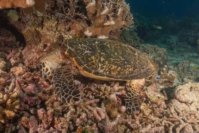 Framed Print : Hawksbill sea turtle at the Tubbataha Reefs national park Philippines
