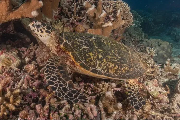 Framed Print : Hawksbill sea turtle at the Tubbataha Reefs national park Philippines Framed Print : Hawksbill sea turtle at the Tubbataha Reefs national park Philippines