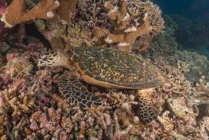 Framed Print : Hawksbill sea turtle at the Tubbataha Reefs national park Philippines Framed Print : Hawksbill sea turtle at the Tubbataha Reefs national park Philippines
