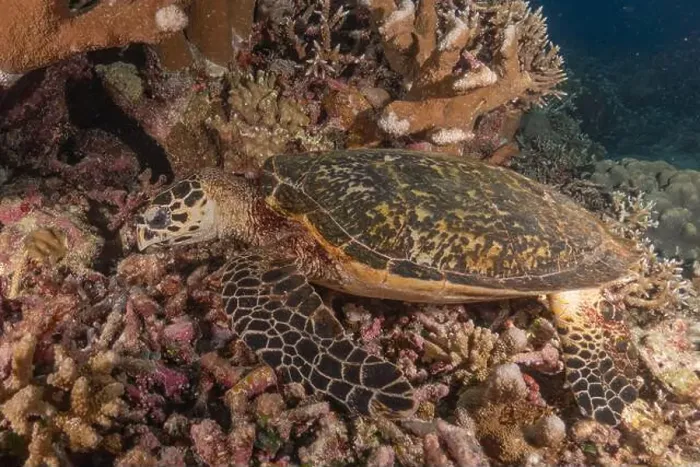 Framed Print : Hawksbill sea turtle at the Tubbataha Reefs national park Philippines Framed Print : Hawksbill sea turtle at the Tubbataha Reefs national park Philippines