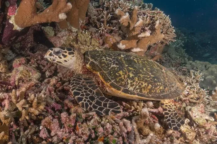Framed Print : Hawksbill sea turtle at the Tubbataha Reefs national park Philippines Framed Print : Hawksbill sea turtle at the Tubbataha Reefs national park Philippines