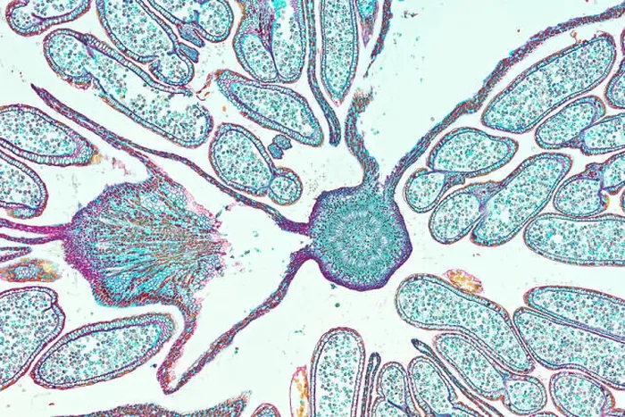Framed Print : Hazel (Corylus avellana), male flower, a histological cross-section under microscope Framed Print : Hazel (Corylus avellana), male flower, a histological cross-section under microscope