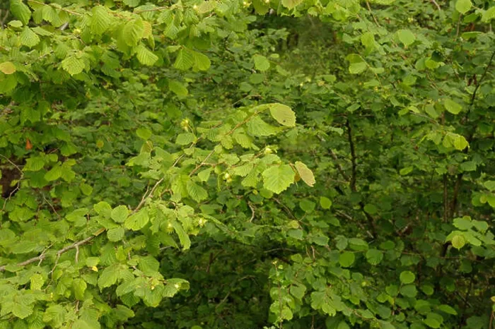Framed Print : Hazel, Corylus avellana, Nuts on Shrub Framed Print : Hazel, Corylus avellana, Nuts on Shrub