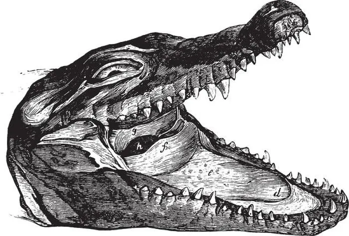 Framed Print : The head of a crocodile showing off its ferocious mouth and teeth, vintage line drawing or engraving illustration Framed Print : The head of a crocodile showing off its ferocious mouth and teeth, vintage line drawing or engraving illustration
