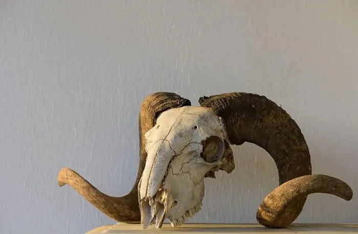 Framed Print : Head of a dead ram with twisted horns on a white background Framed Print : Head of a dead ram with twisted horns on a white background