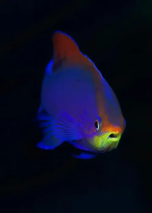 Framed Print : Head-on portrait of purple anthias (Pseudanthias tuka) Framed Print : Head-on portrait of purple anthias (Pseudanthias tuka)