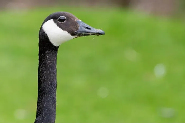 Framed Print : Head shot of a Canada goose (branta canadensis) Framed Print : Head shot of a Canada goose (branta canadensis)