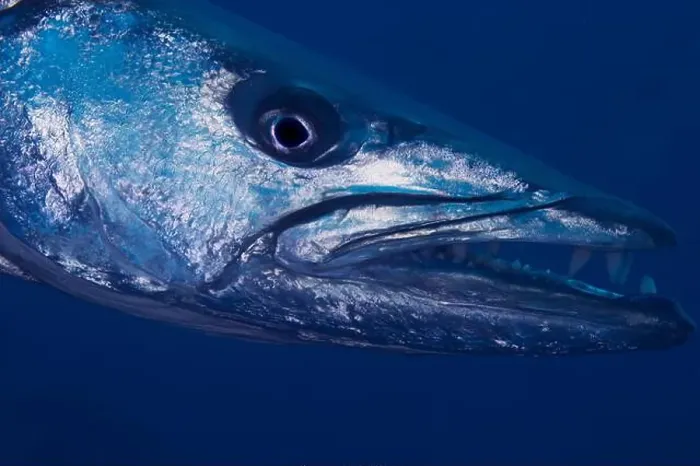 Framed Print : Head shot of a great barracuda (Sphyraena barracuda), Tulamben, Bali, Indonesia Framed Print : Head shot of a great barracuda (Sphyraena barracuda), Tulamben, Bali, Indonesia