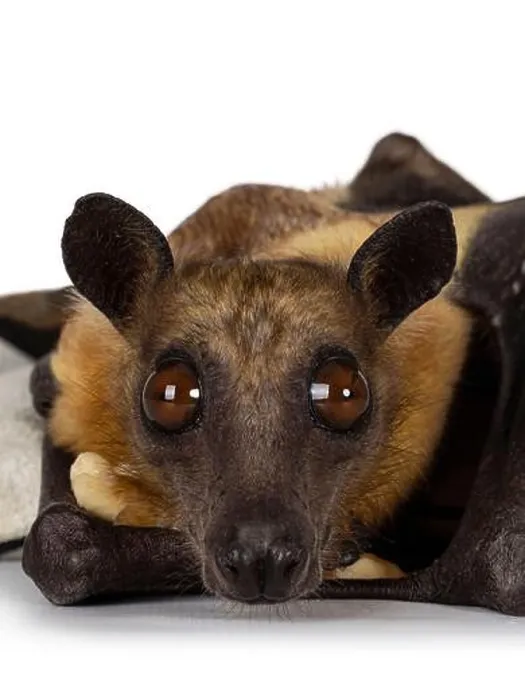 Framed Print : Head shot of young adult flying fox