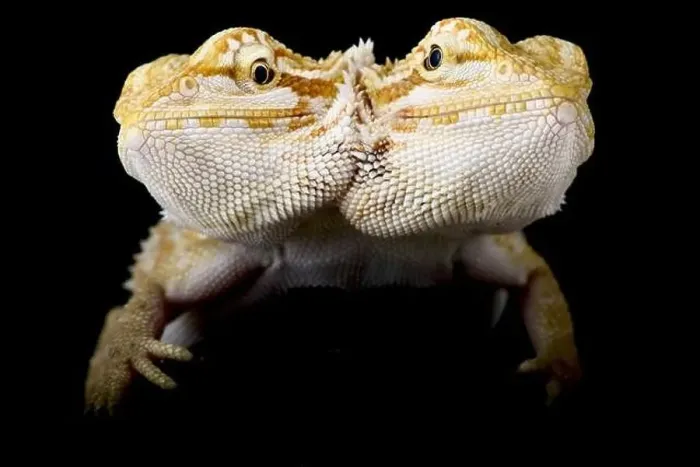 Framed Print : Two headed bearded dragon (Pogona vitticeps) Framed Print : Two headed bearded dragon (Pogona vitticeps)