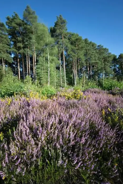 Framed Print : Heather covered heathland bordered with Scots Pine and Silver Birch trees Framed Print : Heather covered heathland bordered with Scots Pine and Silver Birch trees