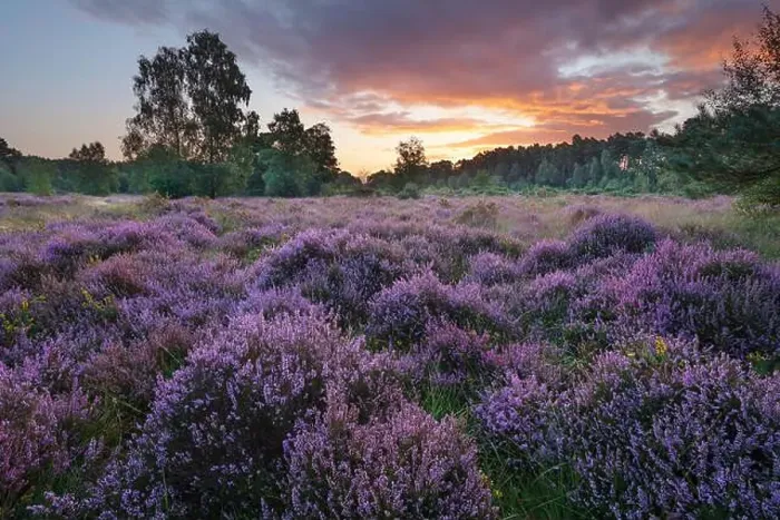 Framed Print : Heather covered heathland at sunrise, Newtown Common, Burghclere, Hampshire, England, United Kingdom, Europe Framed Print : Heather covered heathland at sunrise, Newtown Common, Burghclere, Hampshire, England, United Kingdom, Europe
