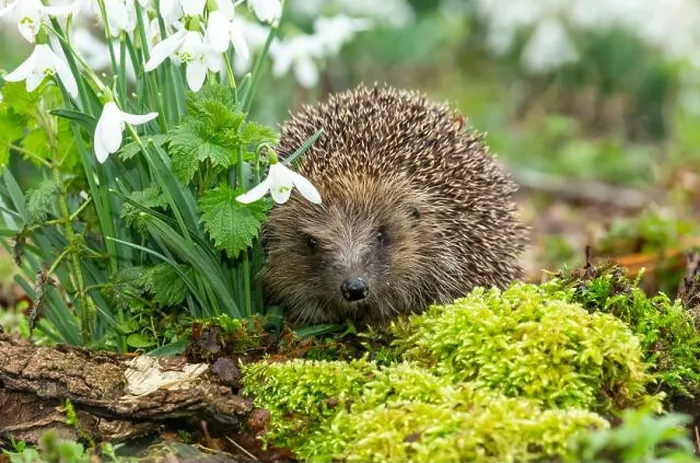 Framed Print : Hedgehog, (Scientific name: Erinaceus Europaeus) Wild Framed Print : Hedgehog, (Scientific name: Erinaceus Europaeus) Wild