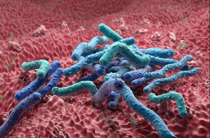 Framed Print : Helicobacter Pylori Bacteria field on the stomach wall - closeup view 3d illustration Framed Print : Helicobacter Pylori Bacteria field on the stomach wall - closeup view 3d illustration
