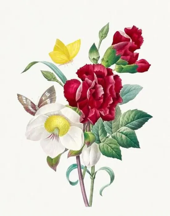 Framed Print : Hellebore and Oeillet bouquet. Beautiful flower illustration Framed Print : Hellebore and Oeillet bouquet. Beautiful flower illustration