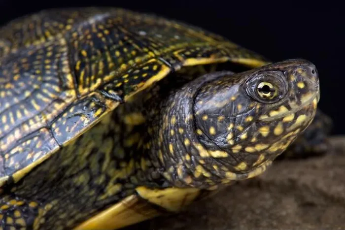 Framed Print : The Hellenic Pond Turtle (Emys orbicularis hellenica) is a beautiful European pond turtle species Framed Print : The Hellenic Pond Turtle (Emys orbicularis hellenica) is a beautiful European pond turtle species