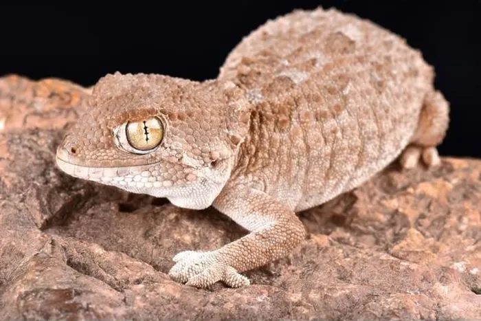 Framed Print : The helmeted gecko (Tarentola chazaliae) is native to Western Sahara Framed Print : The helmeted gecko (Tarentola chazaliae) is native to Western Sahara