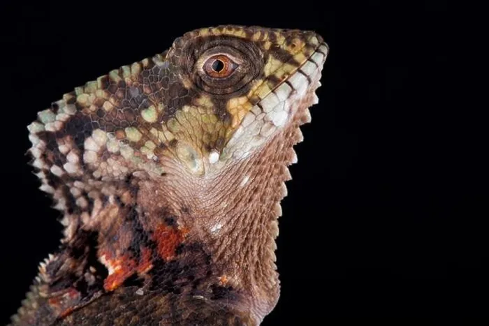 Framed Print : Helmeted iguana (Corytophanes cristatus) Framed Print : Helmeted iguana (Corytophanes cristatus)