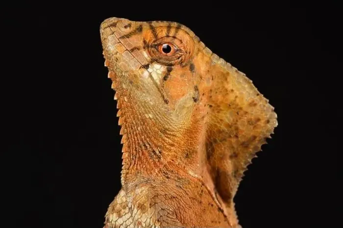 Framed Print : Helmeted iguana, (Corytophanes cristatus) Framed Print : Helmeted iguana, (Corytophanes cristatus)