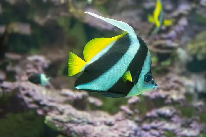 Framed Print : Heniochus or Longfin Bannerfish or Wimplefish (Heniochus acuminatus) Framed Print : Heniochus or Longfin Bannerfish or Wimplefish (Heniochus acuminatus)