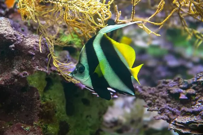 Framed Print : Heniochus or Longfin Bannerfish or Wimplefish (Heniochus acuminatus) Framed Print : Heniochus or Longfin Bannerfish or Wimplefish (Heniochus acuminatus)